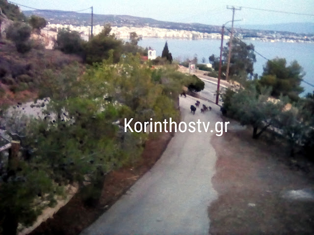 Λουτράκι: Αγέλη αγριογούρουνων έκανε βόλτα σε αυλή σπιτιού