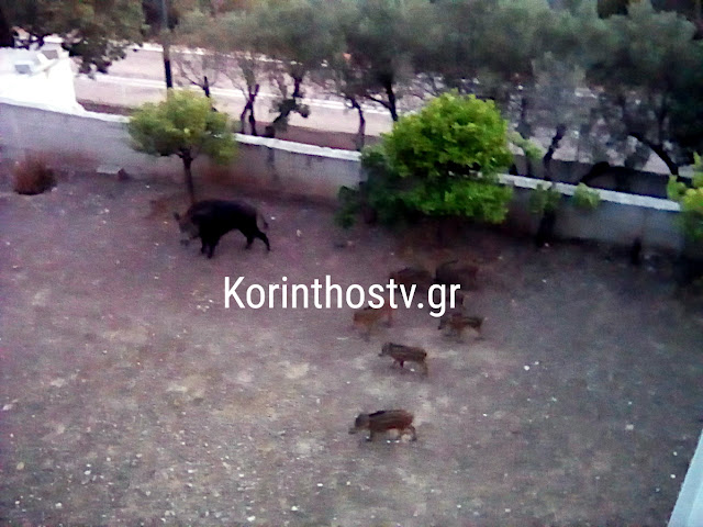 Λουτράκι: Αγέλη αγριογούρουνων έκανε βόλτα σε αυλή σπιτιού