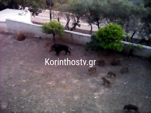 Λουτράκι: Αγέλη αγριογούρουνων έκανε βόλτα σε αυλή σπιτιού