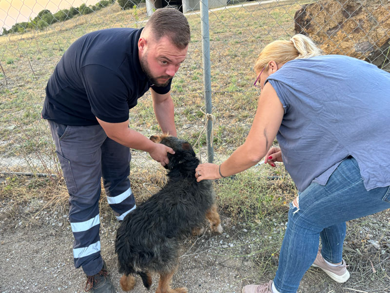 Κ.Σ. Θεσσαλονίκης : Ηλεκτρονική σήμανση κυνηγόσκυλων των μελών του συλλόγου