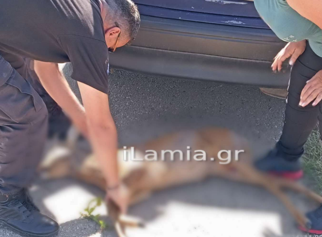 Τροχαίο με θύμα ζαρκάδι στο Δομοκό 
