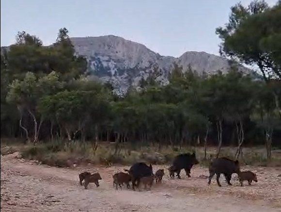 “Τους πήραν στο κυνήγι αγριογούρουνα” σε χωριό των Τρικάλων