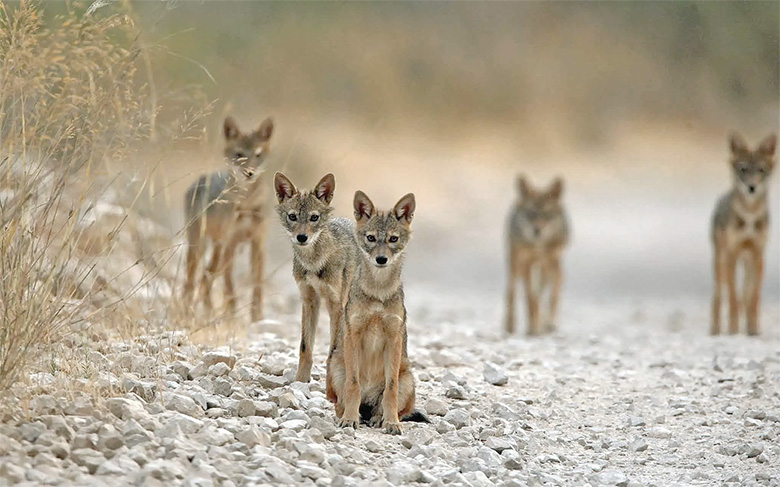 Ο Κ.Σ. Αιγίου κρούει τον κώδωνα του κινδύνου για τα τσακάλια
