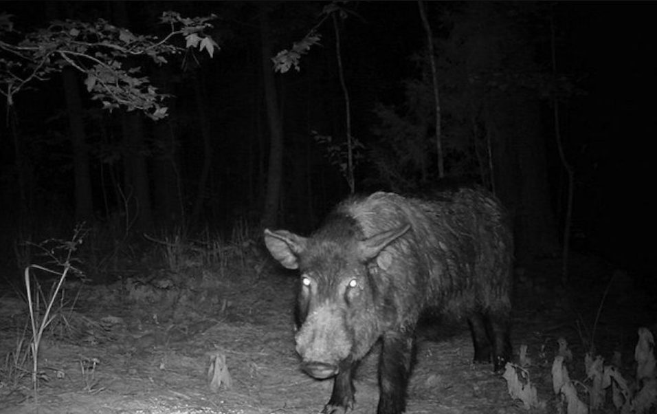 Ωρωπός : Τροχαίο δίκυκλου με αγριόχοιρο