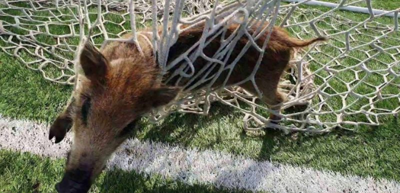 Θεσσαλονίκη: Ένα αγριογουρουνάκι... «γκολτζής» από τα γεννοφάσκια...VIDEO