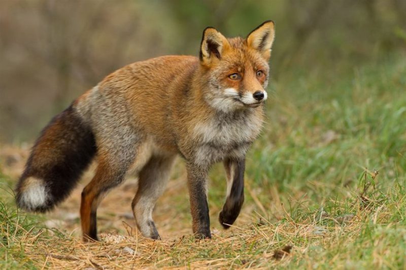 Παράταση της ενεργητικής επιτήρησης του ιού της λύσσας