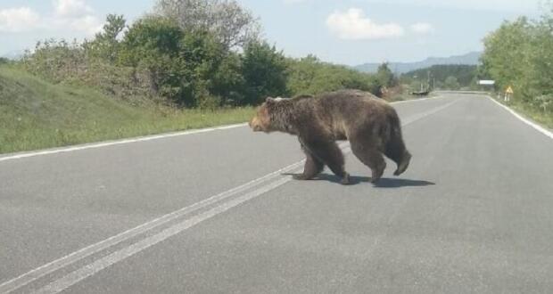 Η Ε. Ε ενέκρινε νόμο της Σλοβακίας για τη θανάτωση αρκούδων