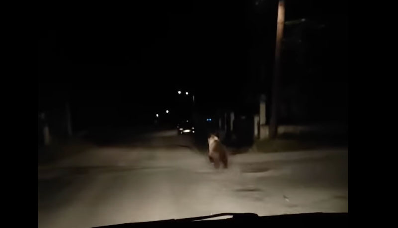 Ακόμη μια αρκούδα στην Κορησό....VIDEO