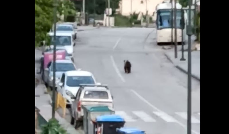 Αρκούδα παρελαύνει στον κεντρικό δρόμο της Κορησού !!! ...VIDEO