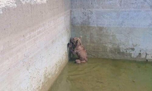 Αρκουδάκι έπεσε σε ομβροδεξαμενή, επιχείρηση διάσωσης