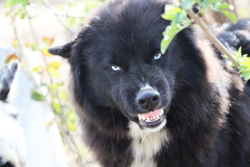 Τρόμος στον Βόλο: Σκυλιά πήραν στο κυνήγι αγοράκι, 8 ετών, ενώ έπαιζε σε παραλία!