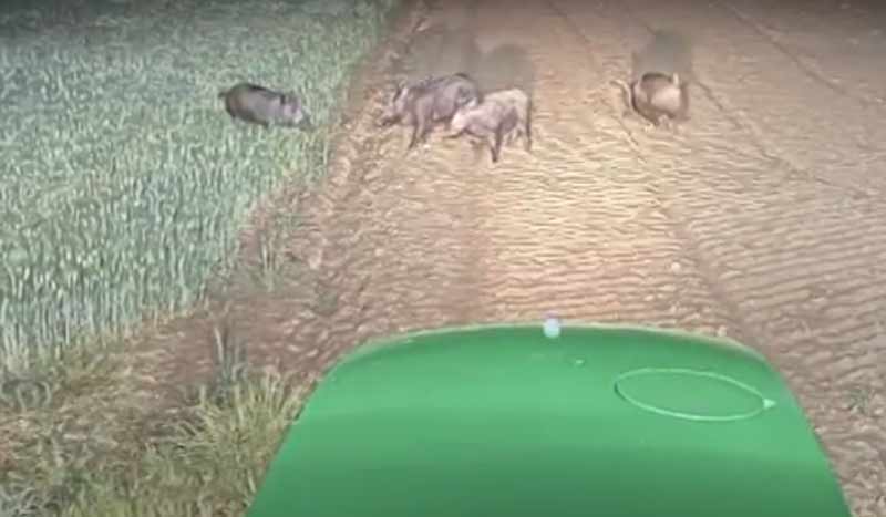 Εορδαία : Ζημιές σε καλλιέργειες καλαμποκιού και ηλίανθου προκαλούν τα αγριογούρουνα