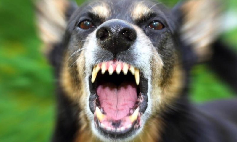 Τρόμος για 44χρονη γυναίκα: Δέχθηκε επίθεση από αγέλη σκύλων