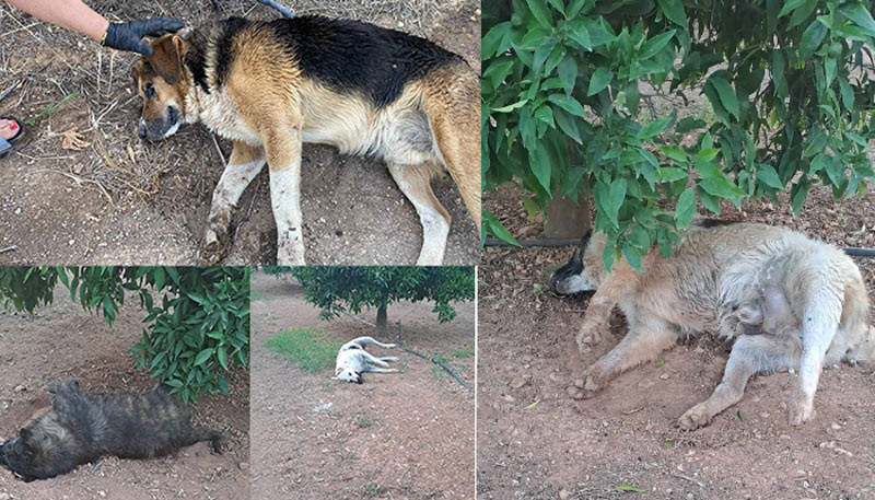 Φόλες στην Αργολίδα : Οι σκύλοι της Γ' ΚΟΠ εν δράση Φόλες στην Αργολίδα : Οι σκύλοι της Γ' ΚΟΠ εν δράση