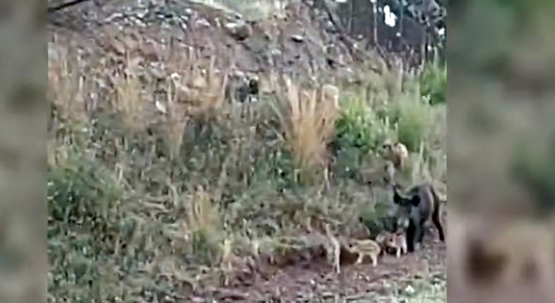 Αγέλη αγριόχοιρων έξω από το στρατόπεδο του ΚΕΥΠ στη Λαμία....VIDEO