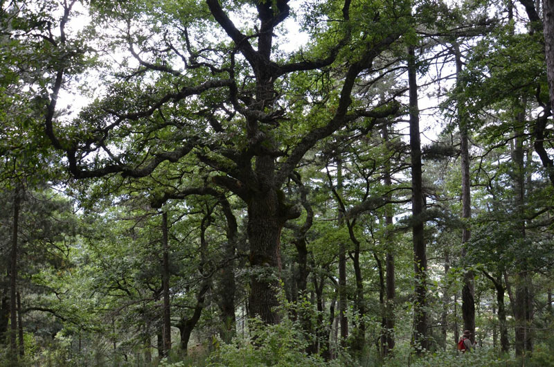 Ηπειρος : Προληπτική απαγόρευση κίνησης σε δάση και εθνικούς δρυμούς