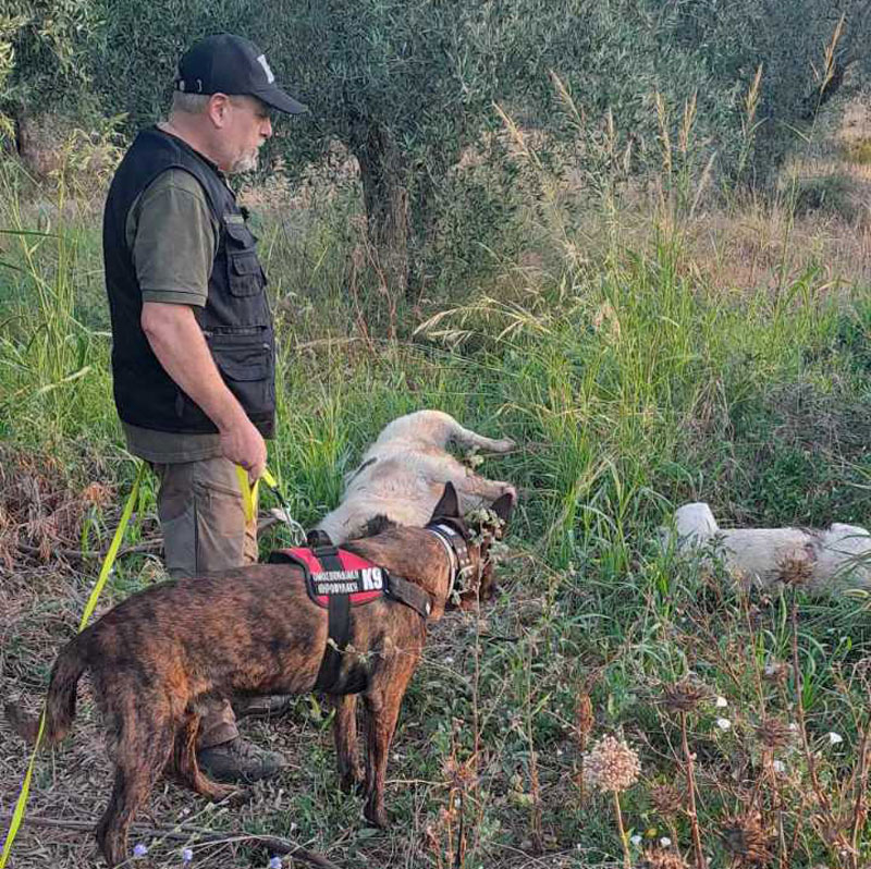 Φόλες στην Αργολίδα : Οι σκύλοι της Γ' ΚΟΠ εν δράση