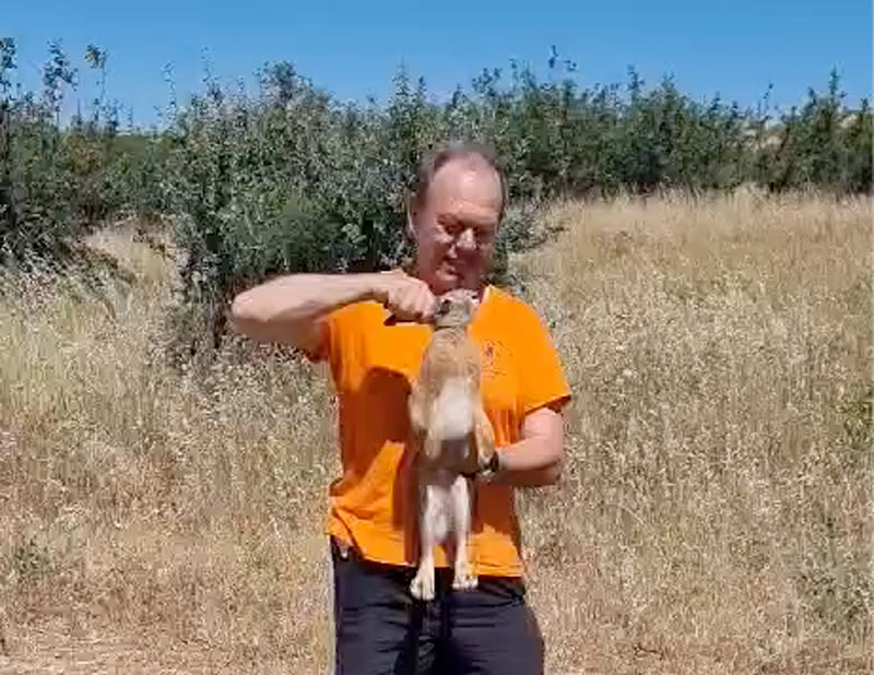 Κυνηγός θεράπευσε και στην συνέχεια απελευθέρωσε λαγό...VIDEO