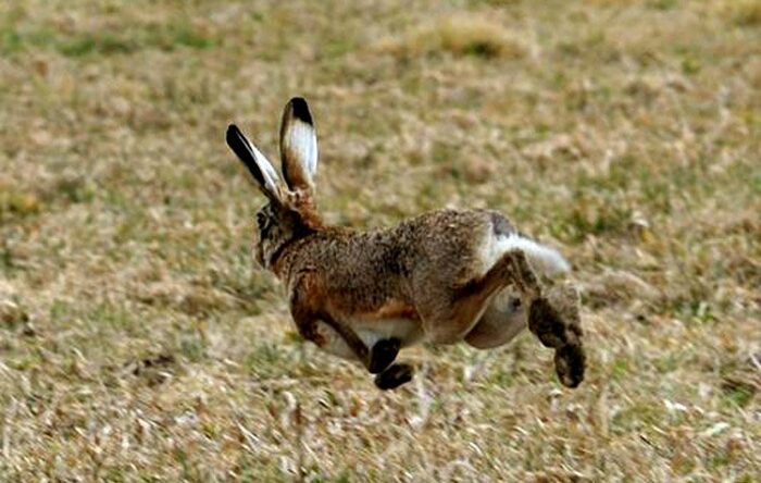 ΚΥΠΡΟΣ : 2.000 ευρω πρόστιμο για ένα λαγό στο ψυγείο.....