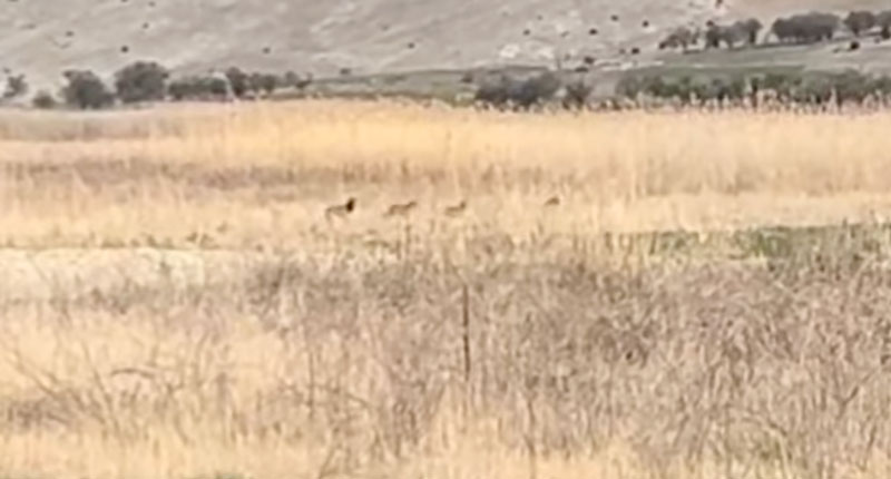 Αγέλη λύκων στον Αγ. Παντελεήμονα στο Αμύνταιο...VIDEO