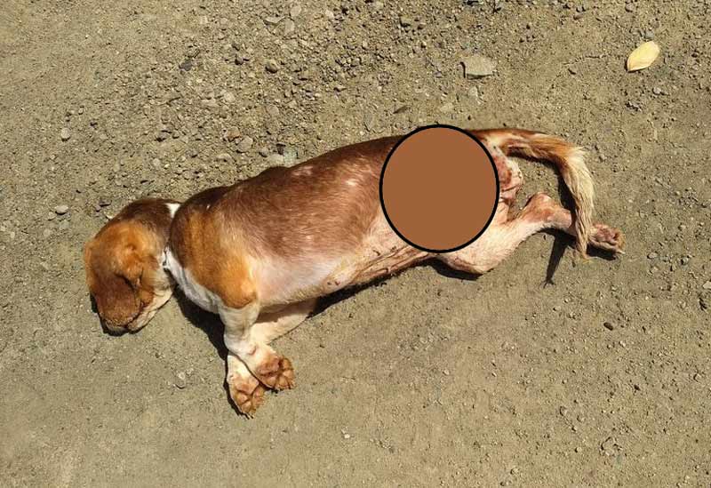 Θανατηφόρα επίθεση λύκων σε κυνηγόσκυλο στη Μακρακώμη