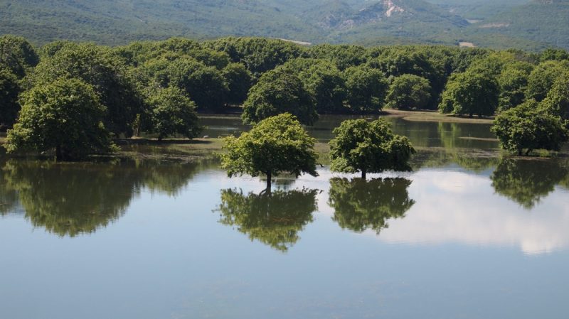Ο ”καρκίνος” του πλατάνου απειλεί και τα δάση της Μακεδονίας