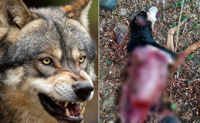 "Αλληλεπίδραση λύκων με κυνηγετικούς σκύλους" τα αμέτρητα λυκοφαγωμένα κυνηγόσκυλα για την Μ.Κ.Ο Καλλιστώ