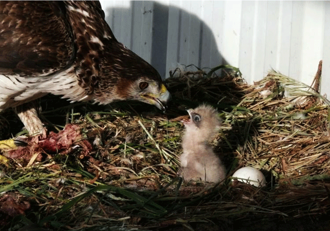 Γιατί δεκάδες πουλιά εγκατέλειψαν τις φωλιές τους εν μέσω καύσωνα;