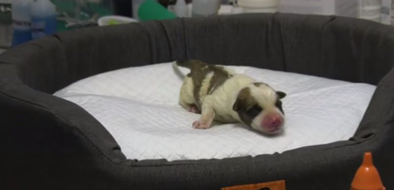 Λέσβος: Νεογέννητο σκυλάκι βρέθηκε από το ράμφος ενός γερακιού... στην άσφαλτο...VIDEO