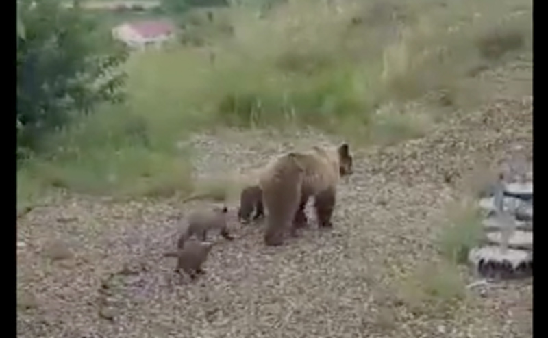 Αρκούδα με τέσσερα αρκουδάκια Βίντεο ντοκουμέντο αρκούδας με ΤΕΣΣΕΡΑ (4) αρκουδάκια στην Καστοριά !!!
