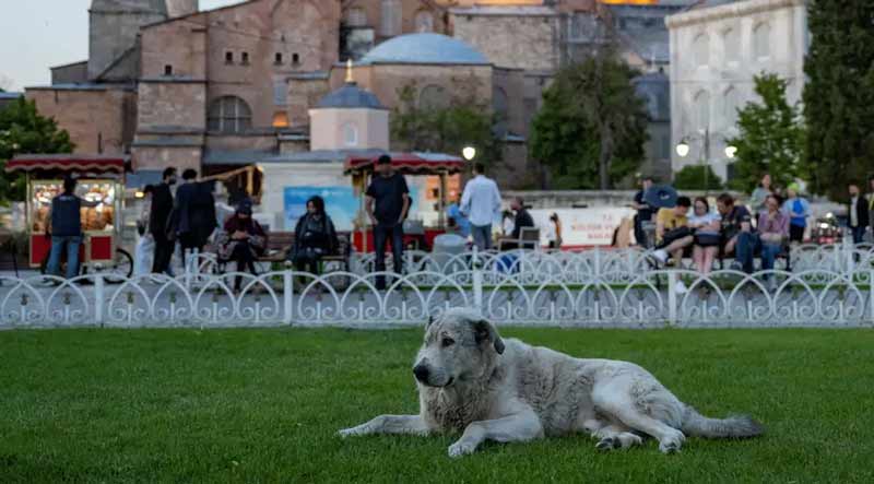 Θανάτωση χιλιάδων αδέσποτων σκύλων στην Τουρκία;