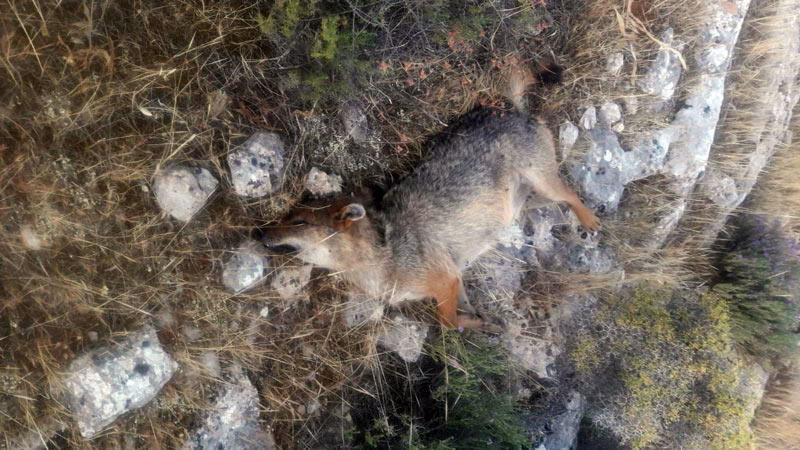 Τα τσακάλια έφτασαν στο Σχιστό Κορυδαλλού