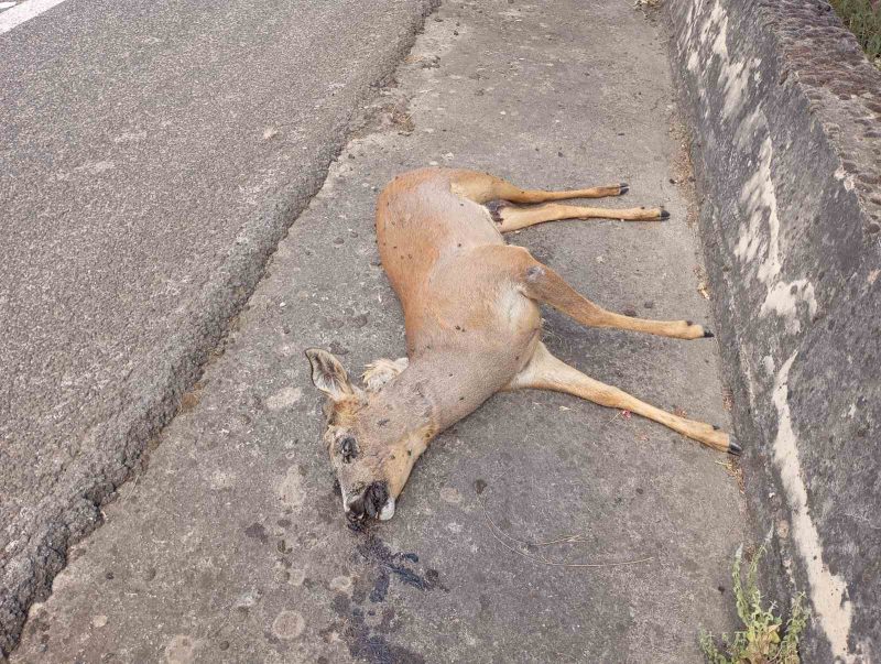 Τα ζαρκάδια έφτασαν στη Λιβαδειά.....