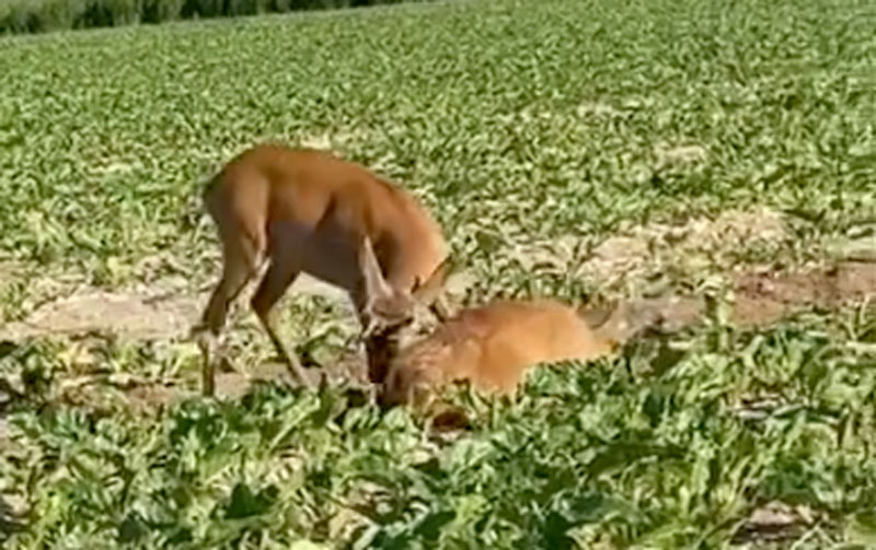 Δυo ζαρκάδια μάχονται μέχρι θανάτου...VIDEO
