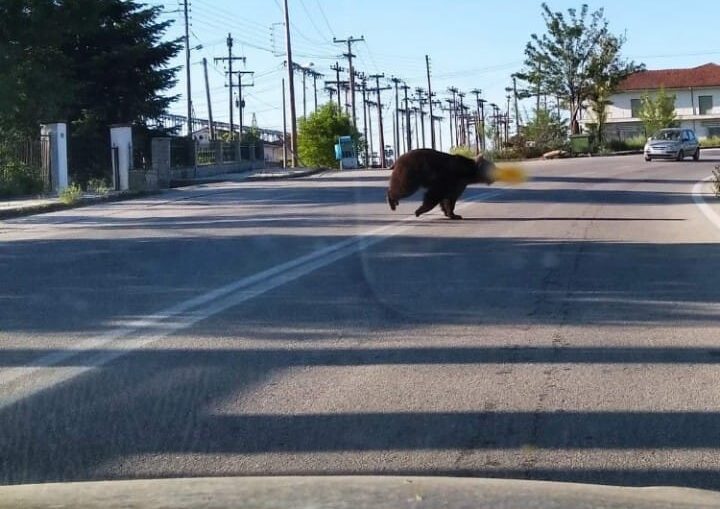 Καστοριά: Τροχαίο με αρκούδα στην έξοδο του Δισπηλιού