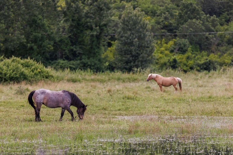 Σέρρες: Καταγγελία για άλογα σε άθλιες συνθήκες διαβίωσης κοντά στη λίμνη Κερκίνη...VIDEO