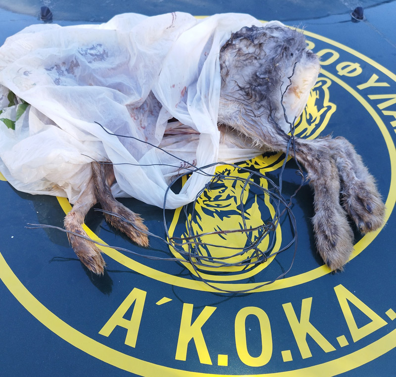 Α' ΚΟΚΔ : Διοικητικό πρόστιμο 1300€ και οδηγήθηκε στο αυτόφωρο για λαθροθηρία με θηλιές