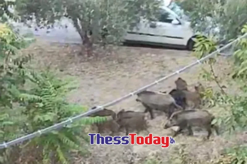 Θεσσαλονίκη: Αγριογούρουνα έκοβαν βόλτες δίπλα σε σπίτια στο Ωραιόκαστρο...VIDEO