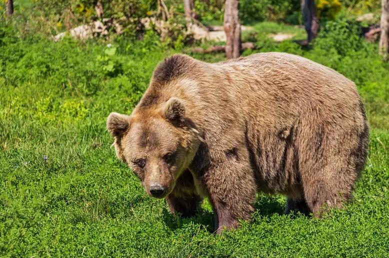 Κτηνοτρόφος στην Καστοριά : “Είμαι το πρώτο υποψήφιο θύμα αρκούδας”