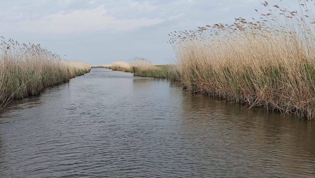 Θλιβερές εικόνες με νεκρά ψάρια στο Δέλτα του Έβρου