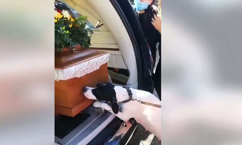 Το τελευταίο συγκινητικό αντίο ενός πόιντερ προς τον κυνηγό - συντροφό του....VIDEO