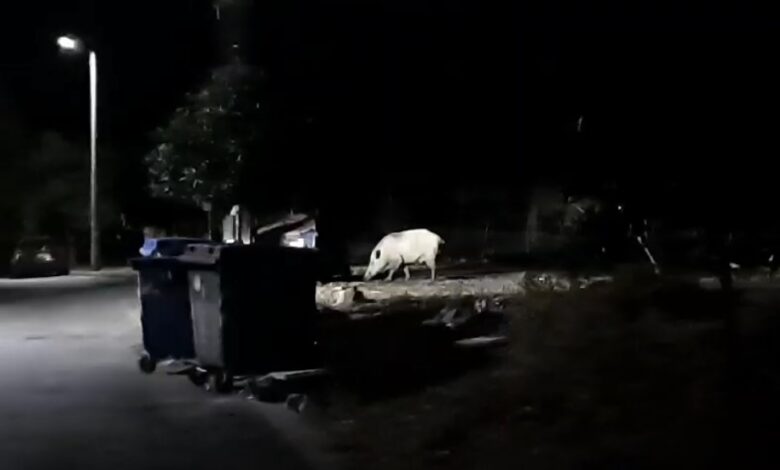 Δυο μεγάλα αγριογούρουνα στο Δαφνί ....VIDEO