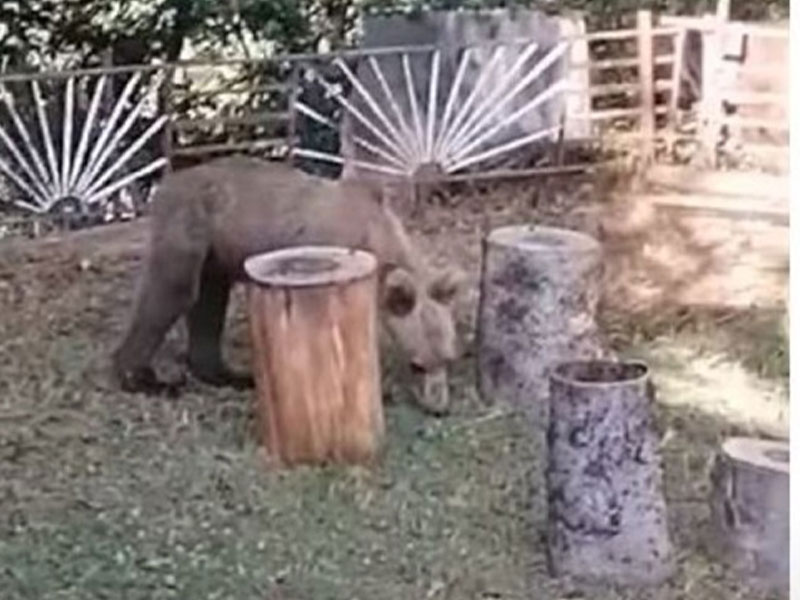 Αρκούδα εμφανίστηκε σε αυλή σπιτιού στα Γρεβενά...VIDEO