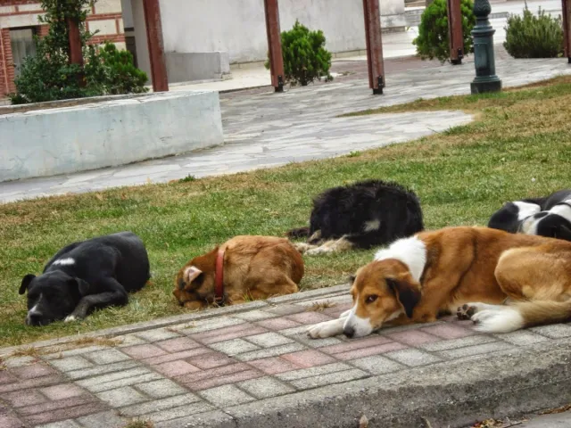 Τουρκία: Νομοσχέδιο για απομάκρυνση των αδέσποτων σκυλιών από τους δρόμους - Ποια θα θανατώνονται