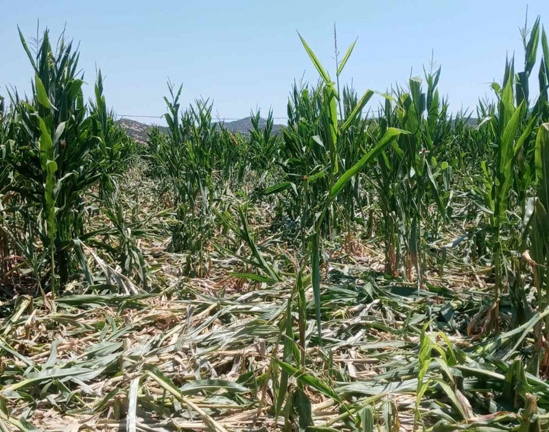 “Θερίζουν” τις καλλιέργειες τα αγριογούρουνα στη Αγιά