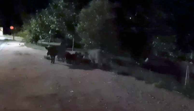 Θεσσαλονίκη: Βόλτα 15 αγριογούρουνων στο Ωραιόκαστρο...VIDEO