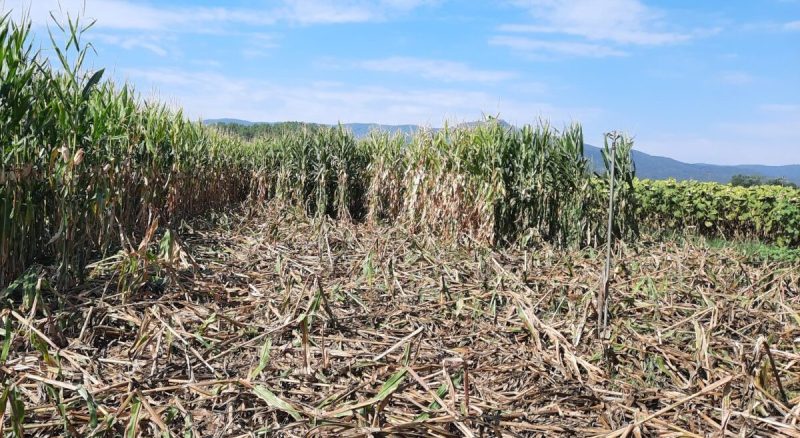 Αγριογούρουνα, κίσσες και καρακάξες προκαλούν ζημιές σε καλλιέργειες της Αρκαδίας!