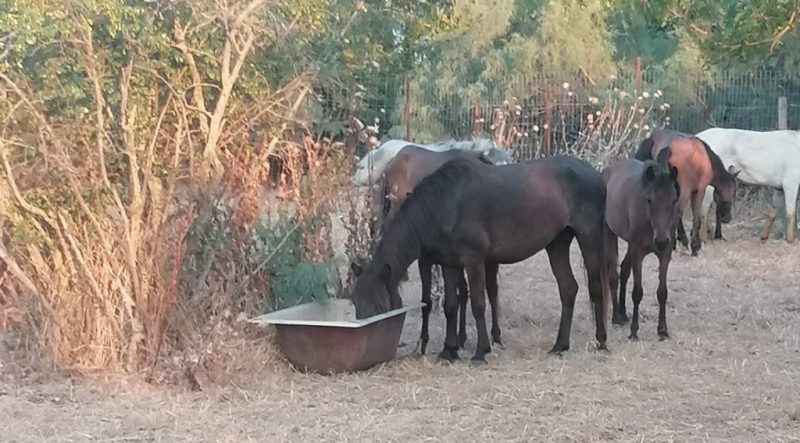 Οι κυνηγοί και οι ψαράδες ποτίζουν και σώζουν τα άγρια άλογα στο Δέλτα του Έβρου