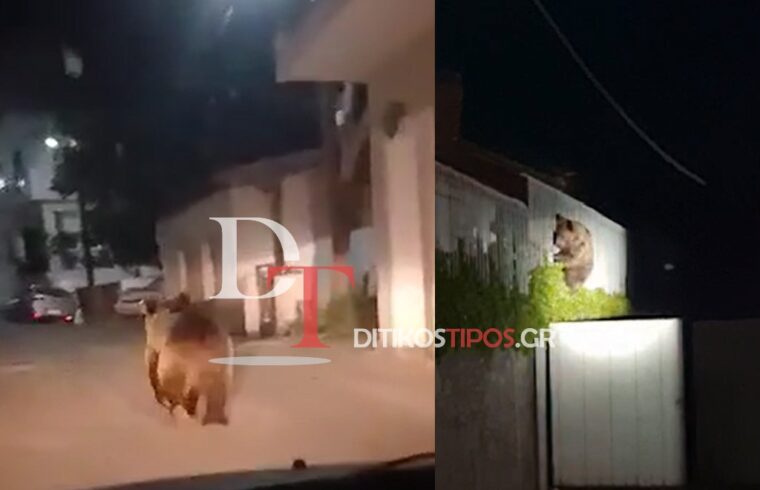 Πανικός στο Άργος Ορεστικό – Μεγαλόσωμη αρκούδα κυκλοφορεί μέσα στην πόλη ...VIDEO