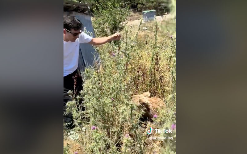 Σαμαρίνα : Φιλόζωος πάει να χαϊδέψει αρκούδα και αυτή του ορμάει....VIDEO